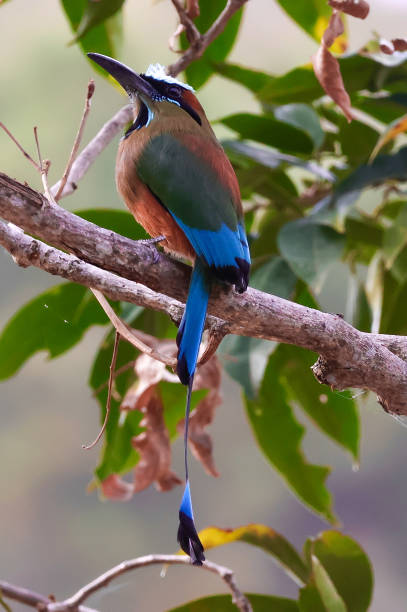 istock Turquoise browned motmot 2150236517