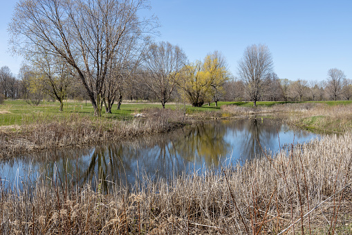 This image shows a picturesque landscape view of a rustic reflecting pond in early spring, surrounded by over-wintered grass stalks and trees.