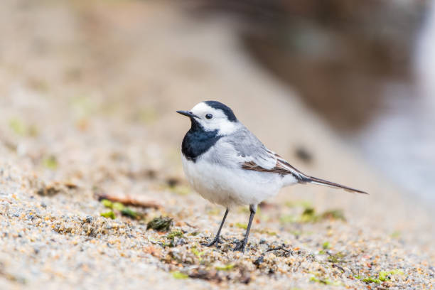 istock Wagtail sits on the ground with a beautiful blurred background. 2150237204