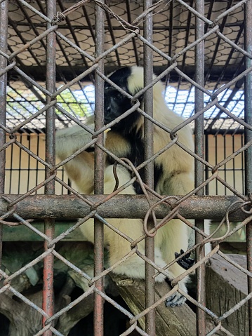 a photography of a monkey in a cage with a chain link fence.