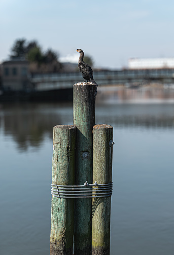 Bird perched on stakes in water during a calm day