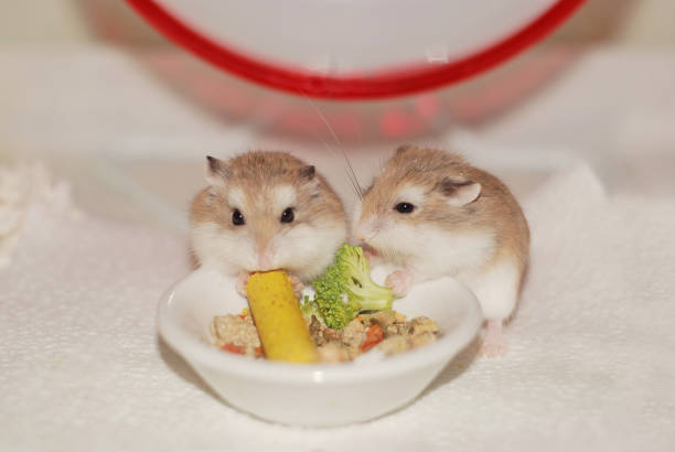 Roborovski hamster sisters eating a meal together