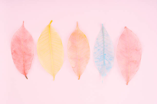 Skeleton color Leaves on pink color background.
