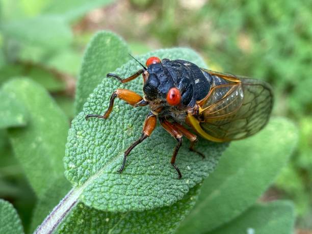 istock Cicada Brood X Virginia invasion emergence 2150239199