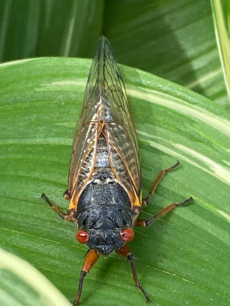 istock Cicada Brood X Virginia invasion emergence 2150239201