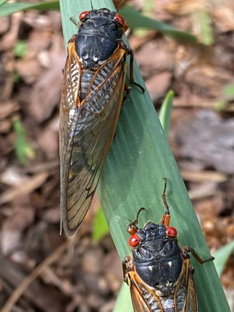 istock Cicada Brood X Virginia invasion emergence 2150239209