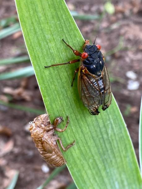 istock Cicada Brood X Virginia invasion emergence 2150239232