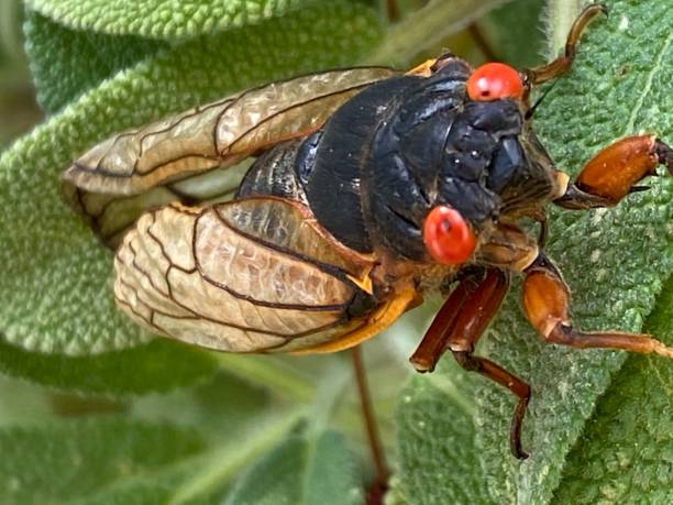 istock Cicada Brood X Virginia invasion emergence 2150239235