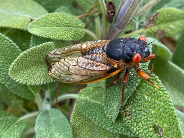 istock Cicada Brood X Virginia invasion emergence 2150239239