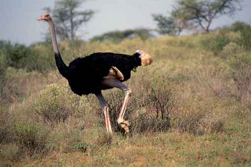 Ostrich On The Move