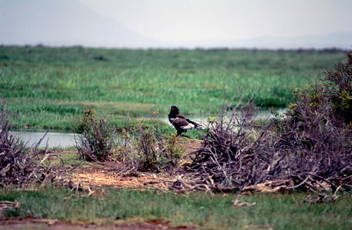 African Bird On The Grasslands
