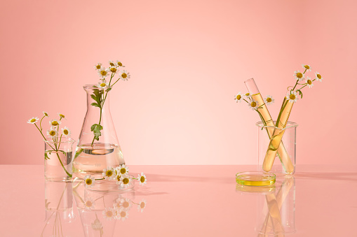 Sweet pinky background against transparent lab glasses decorated with some feverfew flower and yellow fluid extract from feverfew. Blank space for presentation