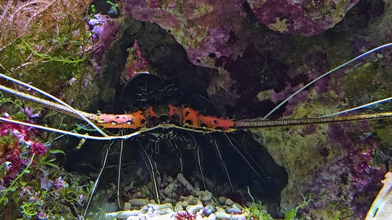 Close up of lobster resting