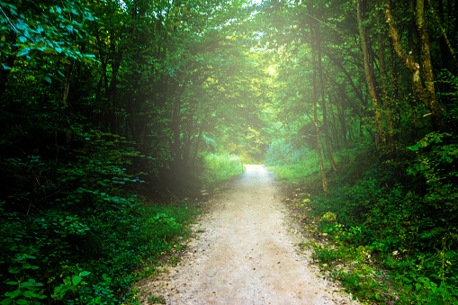 This content describes a path that leads to a higher point, such as a hill or mountain, in a lush and vibrant green environment. The beautiful green environment adds to the serene and picturesque atmosphere of the scene, enhancing the feeling of tranquility and beauty associated with the journey upwards. This imagery evokes a sense of peace and beauty, and the idea of ascending to a higher, more spiritual or peaceful place.
