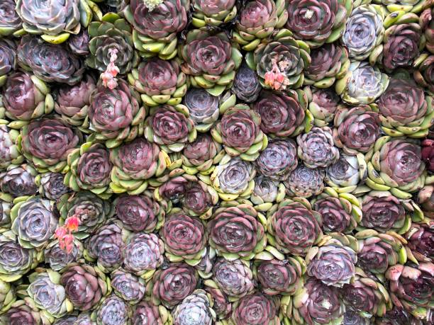 Beautiful ornamental plant growing in the garden