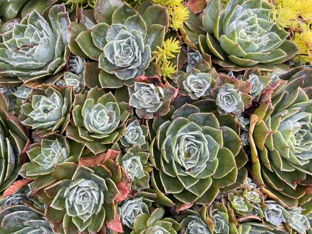 Beautiful ornamental plant growing in the garden