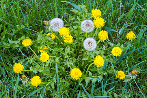 Spring flowering of dandelions in a meadow. Yellow and white dandelions.