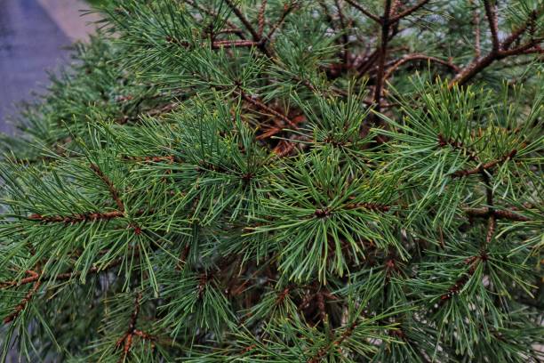 istock Scots pine in the garden 2150243360