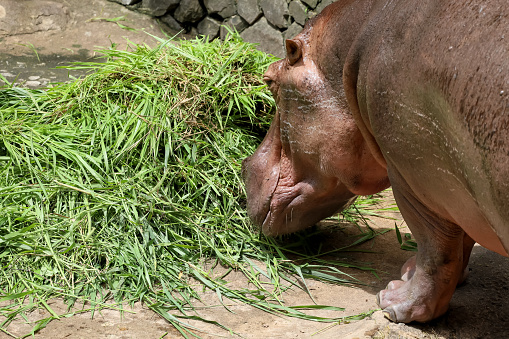 Close up head The Big hippopotamus in garden