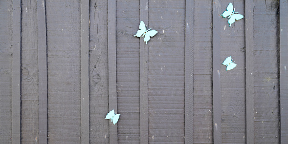 wood grey horizontal texture background gray ancient wooden cutting plank board with butterfly blue