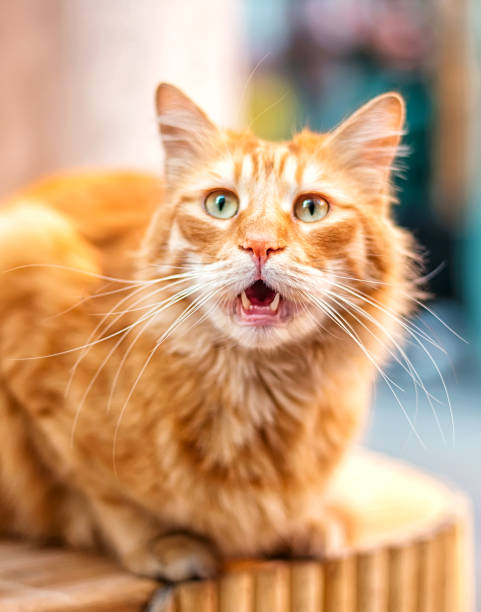 istock Surprised ginger cat on the street 2150245105