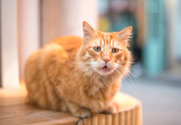 istock Surprised ginger cat on the street 2150245114