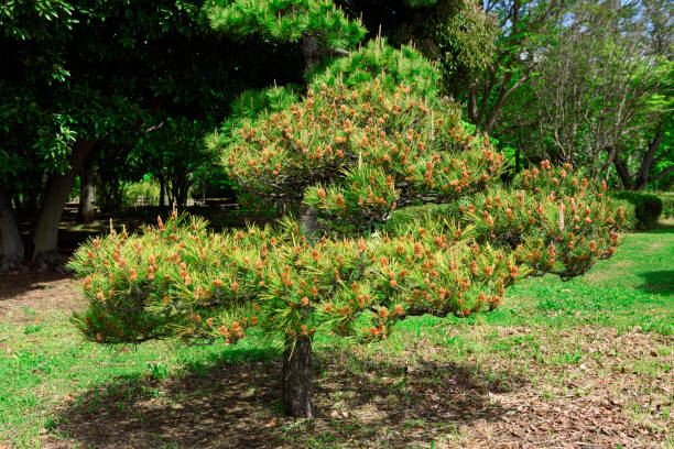 Japanese Pine Tree in springtime