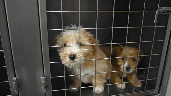 2 cute puppies look for new owner. Two lonely dogs sit in cage. Animal kennel. Little sad homeless pups. Pet shelter. Unhappy prisoners inside box. Small unloved doggy. Abandoned bichon hope find love