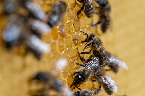 Working bees on honeycomb, close up. Colony of bees in apiary. Beekeeping in countryside. Macro shot with in a hive in a honeycomb, wax cells with honey and pollen. Honey in combs