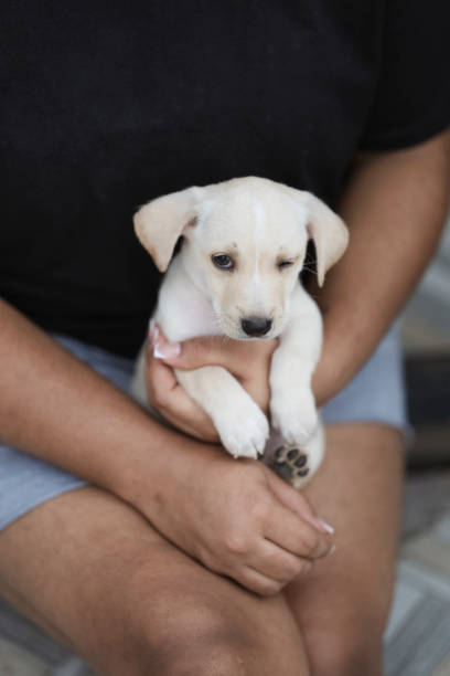 istock Little white dog with adorable interesting look winking 2150248157