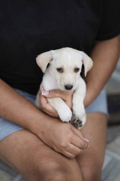 istock Little white dog with adorable interesting look winking 2150248191