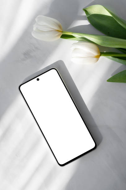 istock Beautiful white tulip flowers and mobile phone with empty screen mockup on neutral marble table background, aesthetic lifestyle business branding template with natural sunlight shadows 2150249709