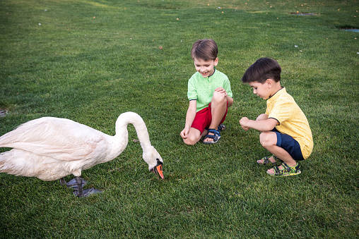 Care and safety of animals concept. Two Little boy kid feeding playing with beautiful swan. Children having fun with big white bird.