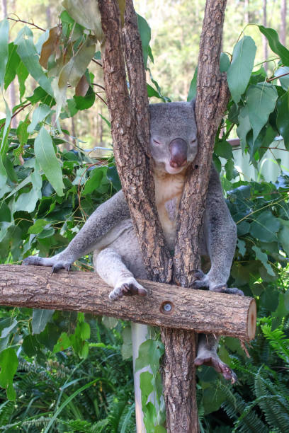 istock Koala sleeping in a tree with his head wedged between the fork of the branches.  Green eucalyptus leaves all around.  Gold Coast Queensland Australia 2150250117
