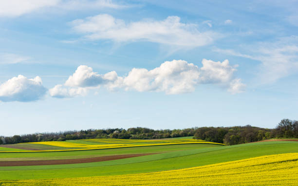 istock Yellow rape field on blue sky background. Landscape photography 2150250653