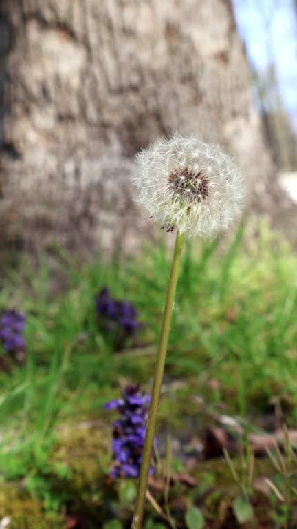 Dandelion Wishes on the Wind