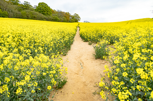 English countryside rapeseed field footpath near Guildford Surrey England Europe