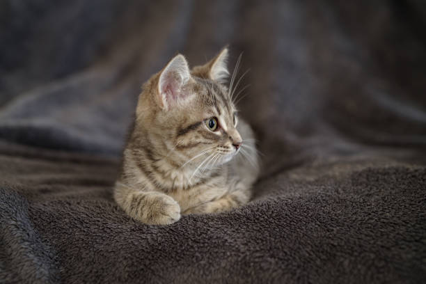 Kitten 3 months resting in its home