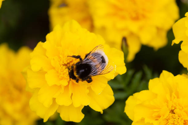 Detailed macro shot of bee on orange flower petal during springtime pollination.