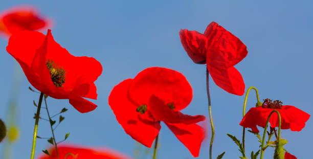 istock closeup red poppy flowers on blue sky background 2150254161
