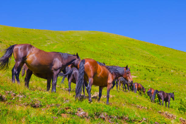 istock brown horse herd graze on green mountain pasture 2150254554