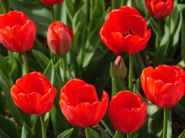 istock many bleeding tulips on a field in the netherlands at spring time 2150255284