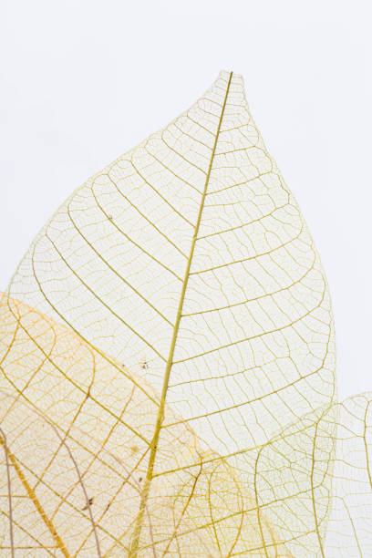 istock skeleton of leaf on white background 2150255503