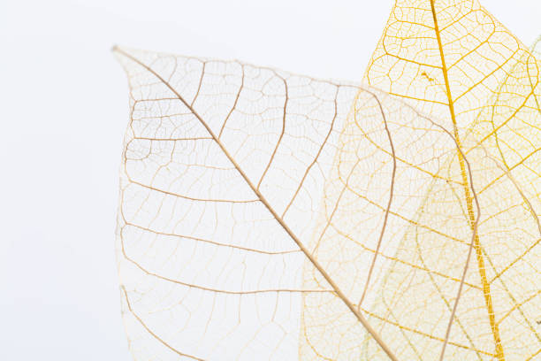 istock skeleton of leaf on white background 2150255515