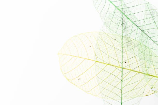 istock skeleton of leaf on white background 2150255518
