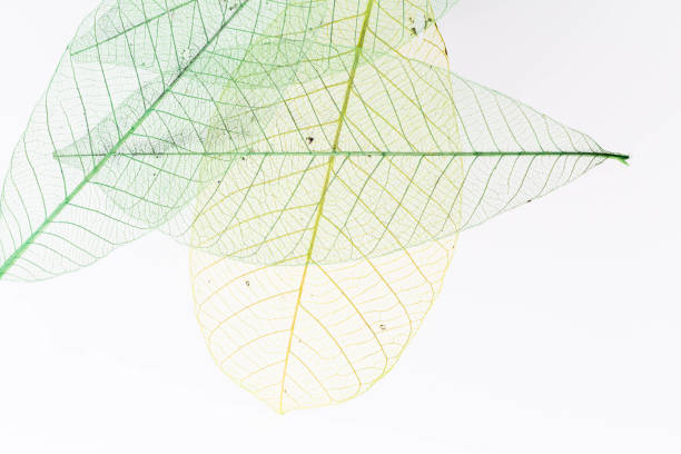istock skeleton of leaf on white background 2150255523