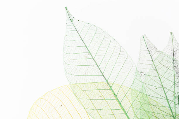 istock skeleton of leaf on white background 2150255529