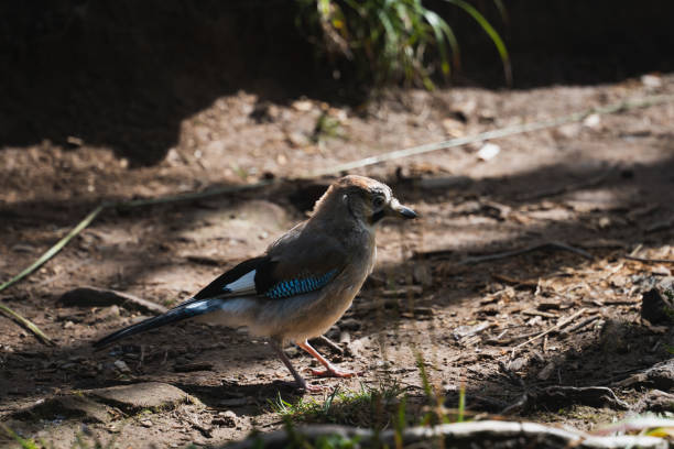 Mockingjay bird in summer in the Polish Tatra Mountains. Close up photo