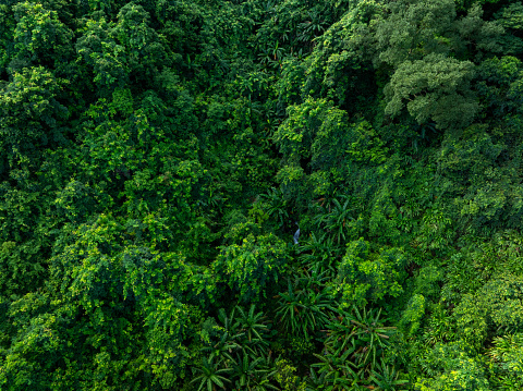 Aerial view of beautiful tropical forest mountain landscape in summer