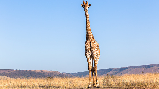 Wildlife one giraffe animal standing alone near waterhole  in morning blue sky.